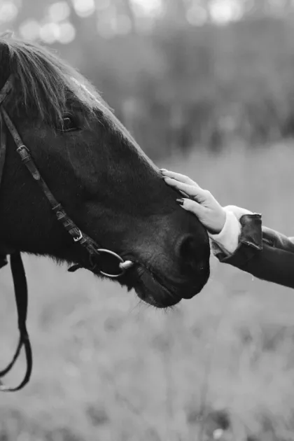 INTERVENTI ASSISTITI CON GLI ANIMALI INTERVENTI ASSISTITI CON GLI ANIMALI